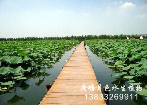 浙江公園工程