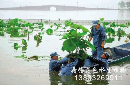 天津北寧公園工程