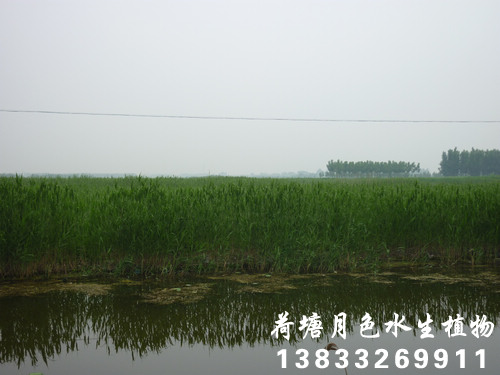 香蕉视频破解版20