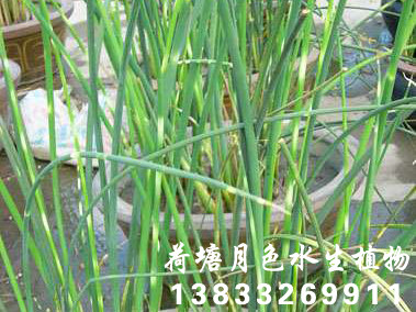 水蔥2