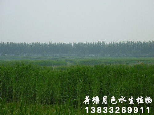 香蕉视频破解版6