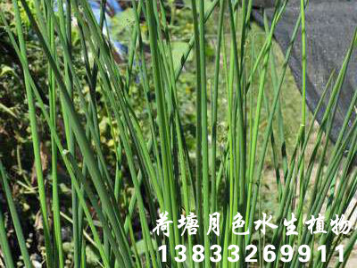 水蔥3