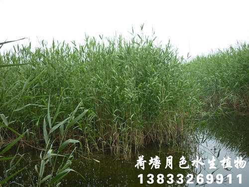 香蕉视频破解版13