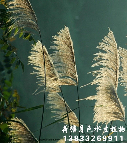 蘆荻