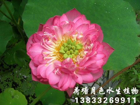 紫氣東來