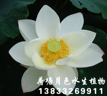 蓉嬌