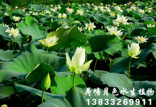 金太陽