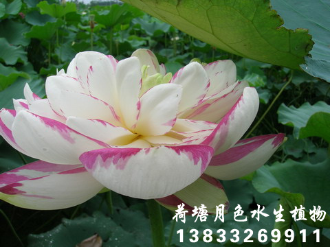 大灑錦