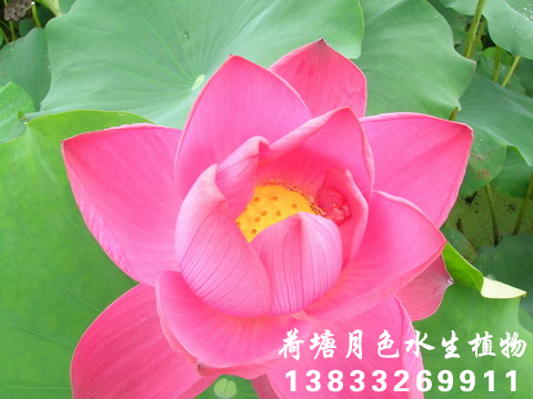 豔陽天