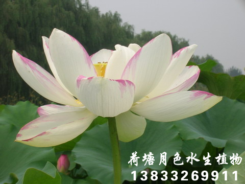 錦邊蓮