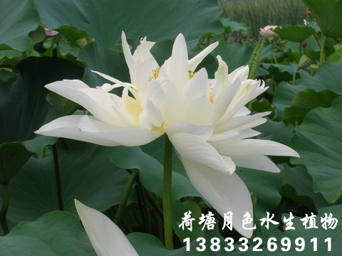 西廂待月