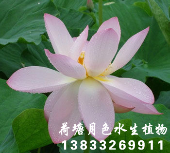 重水華