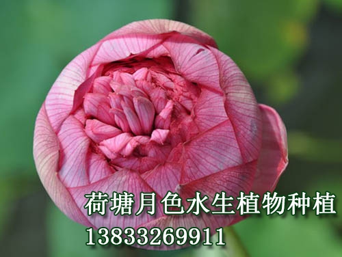 　　花蕾長桃型，玫瑰紅色。花粉紅色，花徑20--23			

cm，著花較密。花邊開邊落，單朵花期達十天以上。			

　　千瓣型。雌蕊全部瓣化。該品種為傳統品種，常			

出現雙花心、三花心、四花心等花態。			
