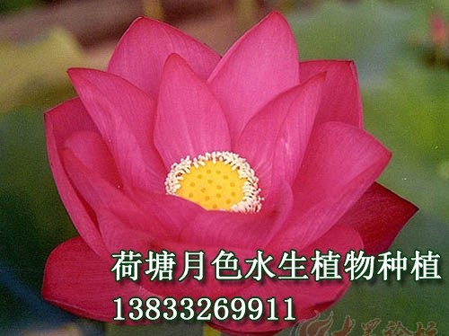 碧血丹心
荷花種植|大香蕉视频免费看|荷花種子|香蕉视频破解版苗|香蕉视频在线下载污苗|浮島||荷花種藕_91香蕉电影网水生植物種植基地