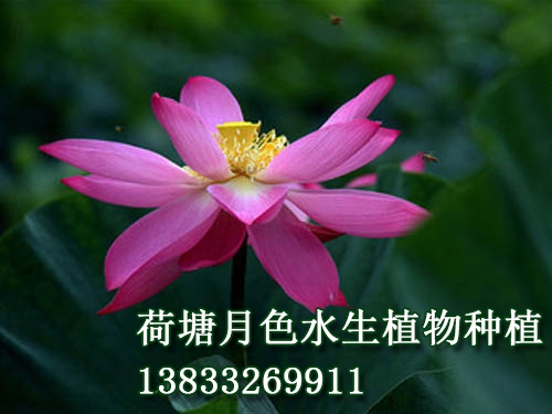 紅霞滿天