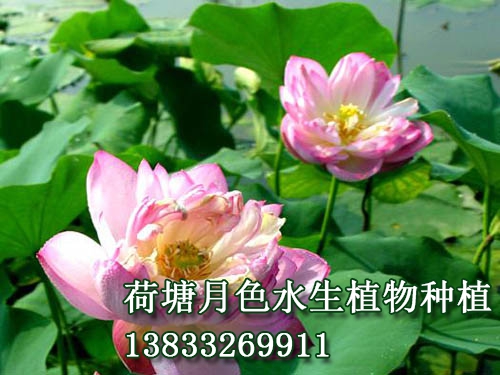 紅盞托珠