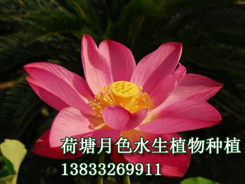 西湖紅蓮