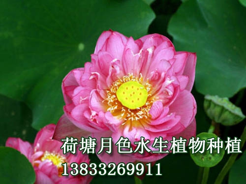 紅千葉