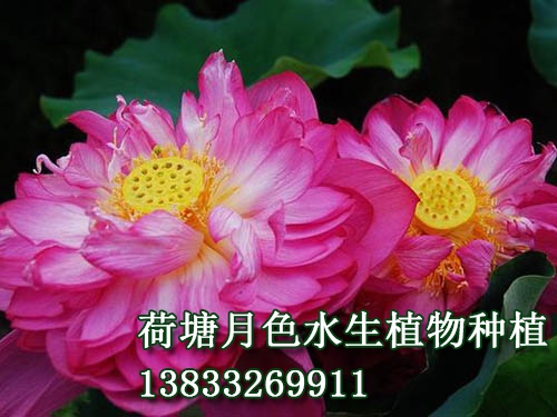 天 嬌