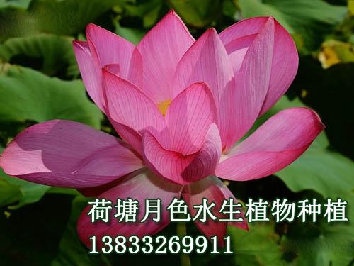 青菱紅蓮