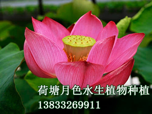 紅湘蓮