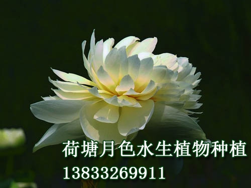 友誼牡丹蓮