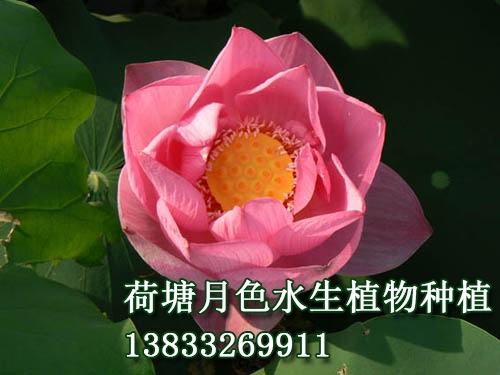 紫重陽