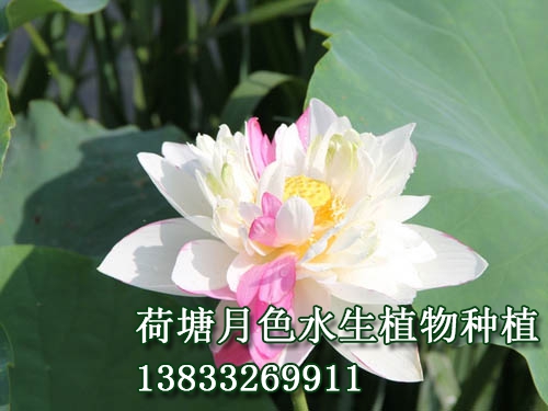 二喬