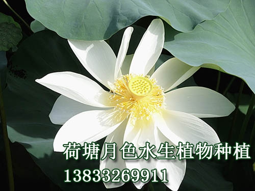 劍舞