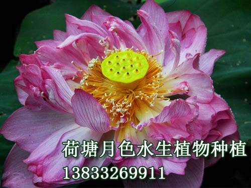 唐招提寺蓮