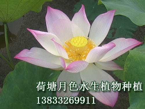 八一蓮