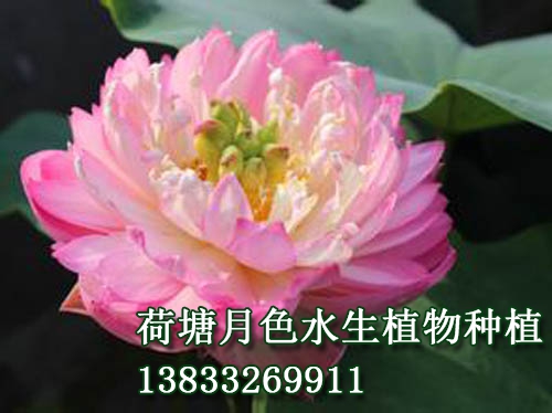 怡紅院