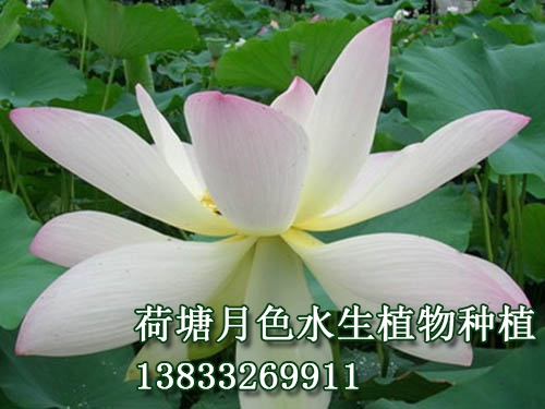 舞妃蓮